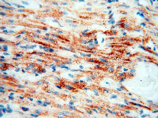 [17453-1-AP-150UL] COQ5 Polyclonal antibody