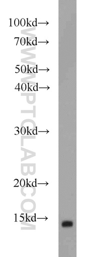 [17456-1-AP-20UL] FABP7 Polyclonal antibody