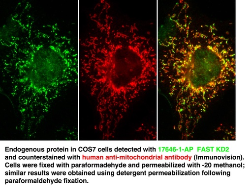 [17464-1-AP-20UL] FASTKD2 Polyclonal antibody