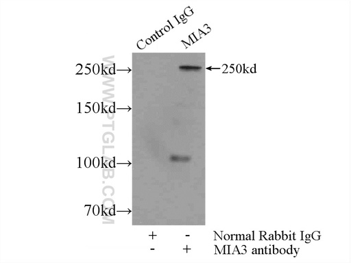 [17481-1-AP-150UL] MIA3 Polyclonal antibody