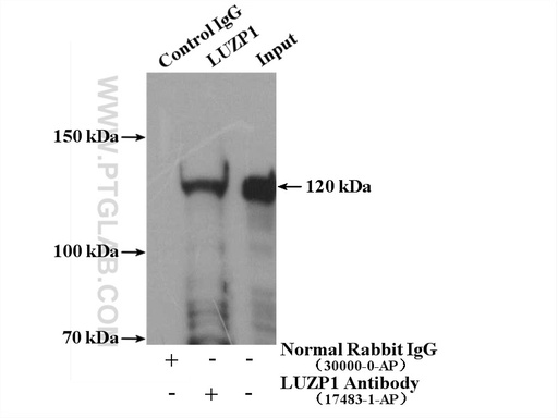 [17483-1-AP-150UL] LUZP1 Polyclonal antibody