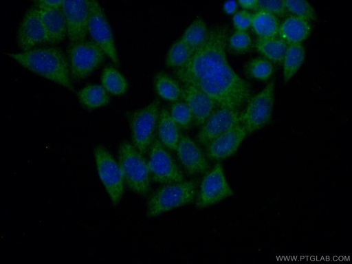 [17487-1-AP-20UL] NUDT12 Polyclonal antibody