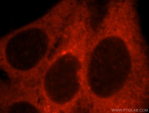 [17489-1-AP-150UL] GUF1 Polyclonal antibody