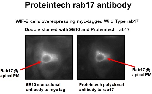 [17501-1-AP-150UL] RAB17 Polyclonal antibody