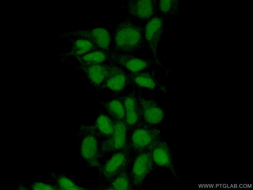 [17505-1-AP-20UL] MAK16 Polyclonal antibody