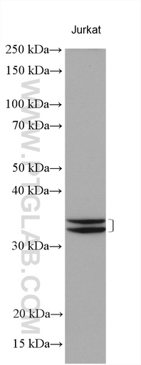 [17511-1-AP-20UL] ICMT Polyclonal antibody