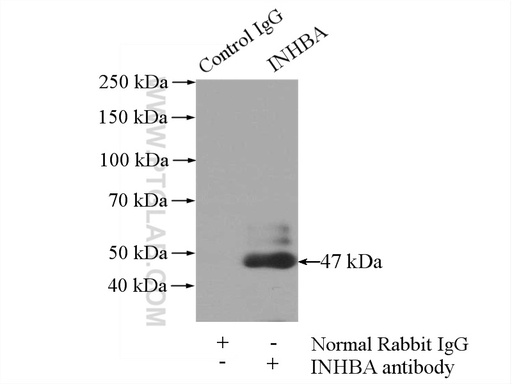 [17524-1-AP-150UL] Inhibin beta A-Specific Polyclonal antibody