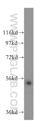 [17543-1-AP-150UL] MIER3 Polyclonal antibody