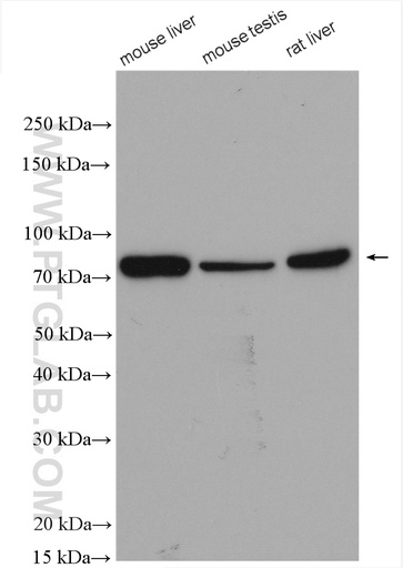 [17546-1-AP-150UL] NSUN7 Polyclonal antibody