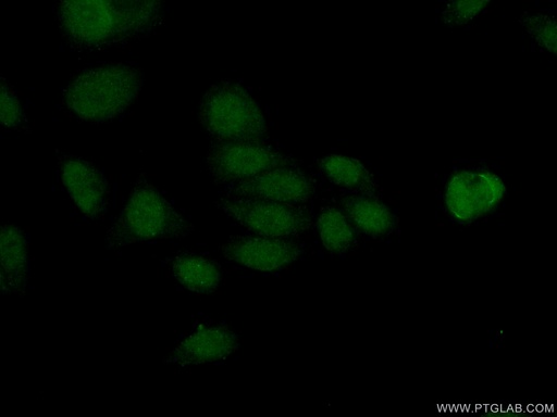 [17548-1-AP-20UL] HDAC8 Polyclonal antibody
