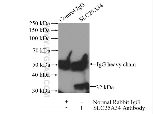 [17557-1-AP-150UL] SLC25A34 Polyclonal antibody