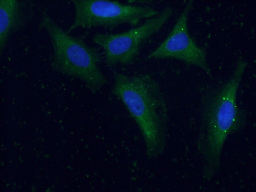 [17561-1-AP-20UL] Sur-8 Polyclonal antibody