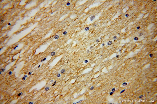[17574-1-AP-150UL] NRSN2 Polyclonal antibody