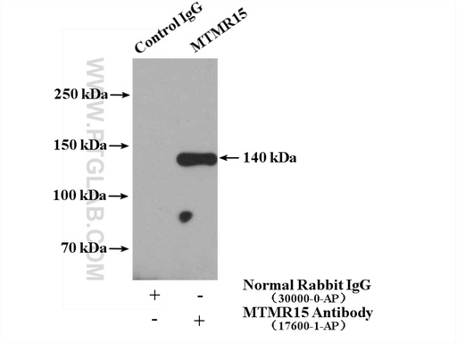 [17600-1-AP-150UL] MTMR15 Polyclonal antibody