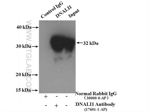 [17601-1-AP-20UL] DNALI1 Polyclonal antibody