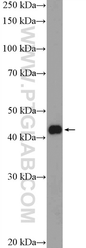 [17612-1-AP-20UL] KLF17 Polyclonal antibody