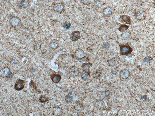 [17614-1-AP-20UL] NDUFB2 Polyclonal antibody