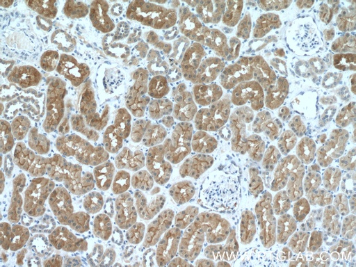 [17623-1-AP-150UL] MIOX Polyclonal antibody