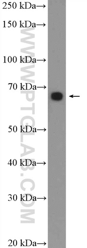 [17644-1-AP-150UL] GRHL1 Polyclonal antibody