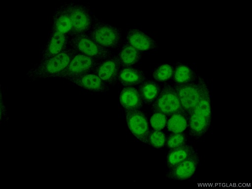 [17653-1-AP-150UL] GTF3C4 Polyclonal antibody