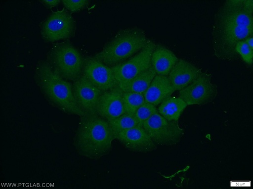[17673-1-AP-150UL] VPS4A/B Polyclonal antibody