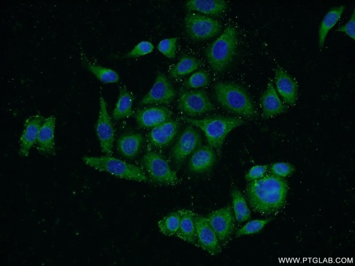 [17674-1-AP-20UL] HNRNPH3 Polyclonal antibody
