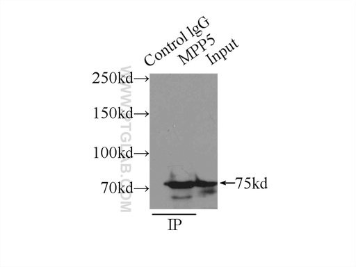 [17710-1-AP-150UL] MPP5 Polyclonal antibody