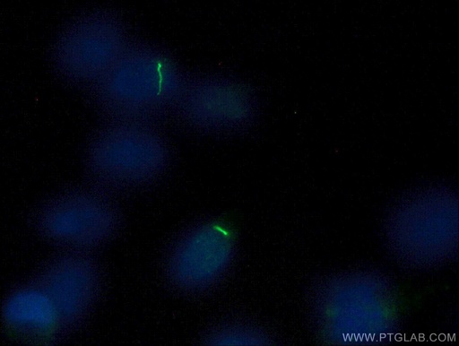 [17711-1-AP-20UL] ARL13B Polyclonal antibody