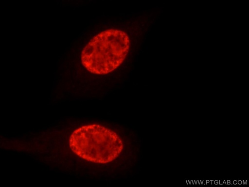 [17721-1-AP-20UL] DHX9 Polyclonal antibody