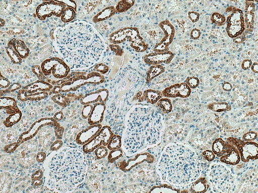 [17724-1-AP-20UL] PRX5 Polyclonal antibody