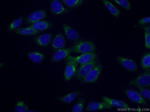 [17726-1-AP-20UL] Arfaptin-1 Polyclonal antibody