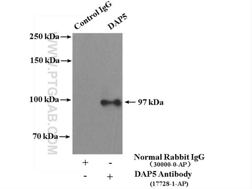 [17728-1-AP-150UL] DAP5 Polyclonal antibody
