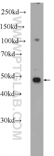 [17733-1-AP-20UL] PURA Polyclonal antibody