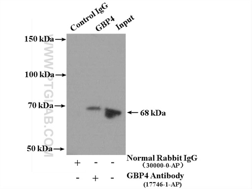 [17746-1-AP-150UL] GBP4 Polyclonal antibody