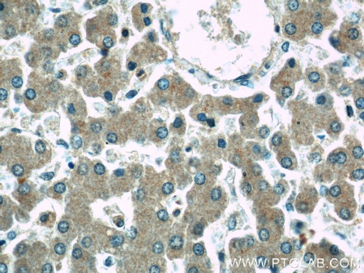 [17747-1-AP-20UL] GRAF Polyclonal antibody