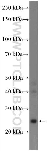 [17751-1-AP-20UL] GRPEL2 Polyclonal antibody