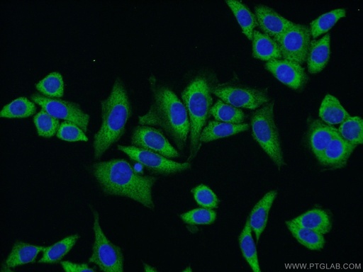 [17752-1-AP-20UL] NUFIP2 Polyclonal antibody