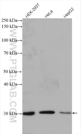 [17758-1-AP-150UL] DCK Polyclonal antibody