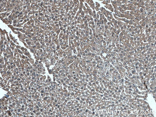 [17764-1-AP-150UL] POFUT2 Polyclonal antibody