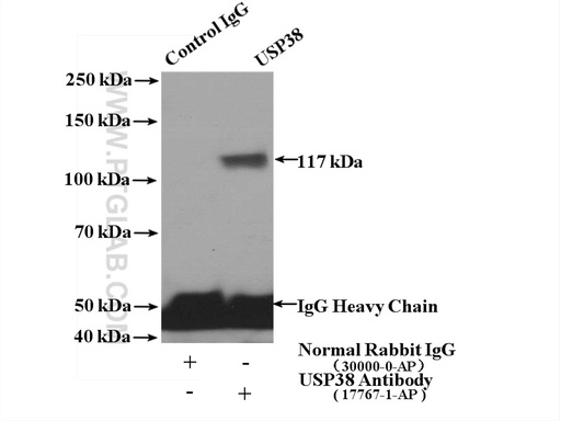 [17767-1-AP-20UL] USP38 Polyclonal antibody