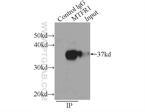 [17778-1-AP-150UL] MTFR1 Polyclonal antibody
