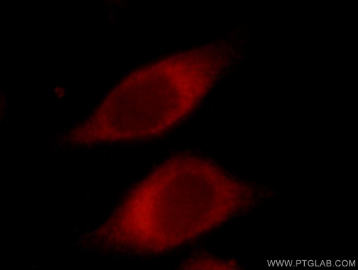 [17792-1-AP-150UL] NOMO1 Polyclonal antibody