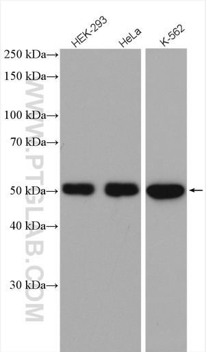 [17798-1-AP-150UL] GORAB Polyclonal antibody