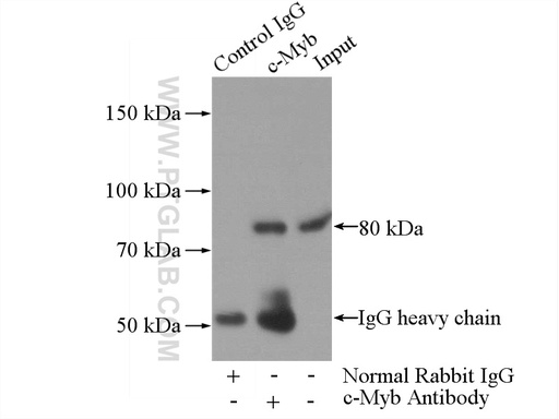 [17800-1-AP-20UL] c-Myb Polyclonal antibody