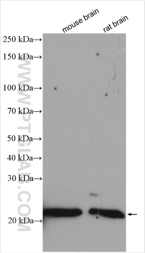 [17805-1-AP-150UL] RHOQ/TC10 Polyclonal antibody