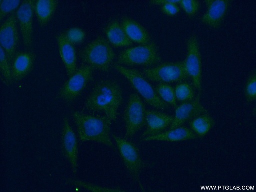 [17807-1-AP-20UL] SERP1 Polyclonal antibody