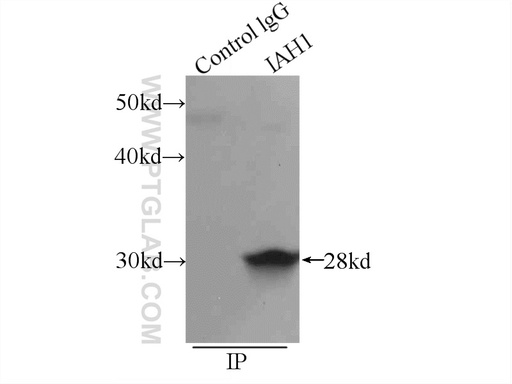 [17808-1-AP-20UL] IAH1 Polyclonal antibody