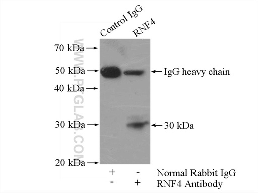 [17810-1-AP-150UL] RNF4 Polyclonal antibody
