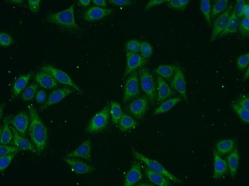 [17815-1-AP-150UL] Syntaxin 17 Polyclonal antibody