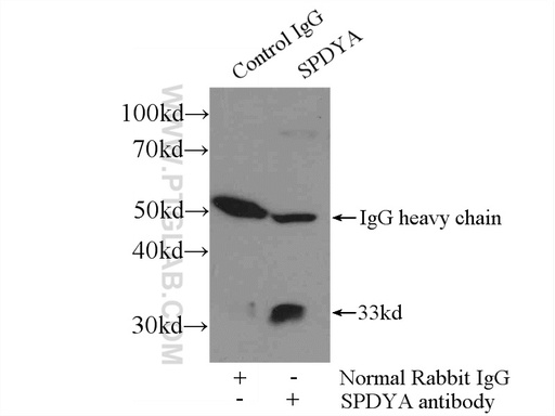 [17836-1-AP-150UL] SPDYA Polyclonal antibody